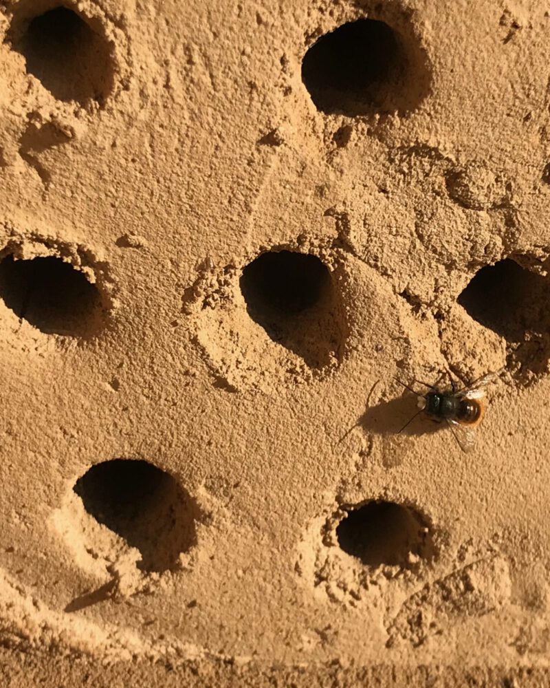 https://bienen-heimat.eu/wp-content/uploads/2024/03/Nisthilfe-Lehm-scaled-800x1000.jpeg