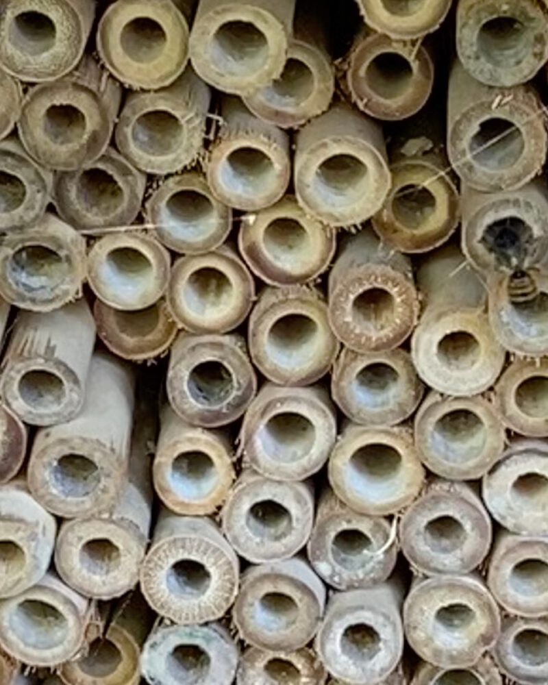 https://bienen-heimat.eu/wp-content/uploads/2024/03/Nisthilfe-Schilf-800x1000.jpeg